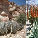 Aloe porphyrostachys ssp koenenii Petra_Jordan_1985 image1421.jpg